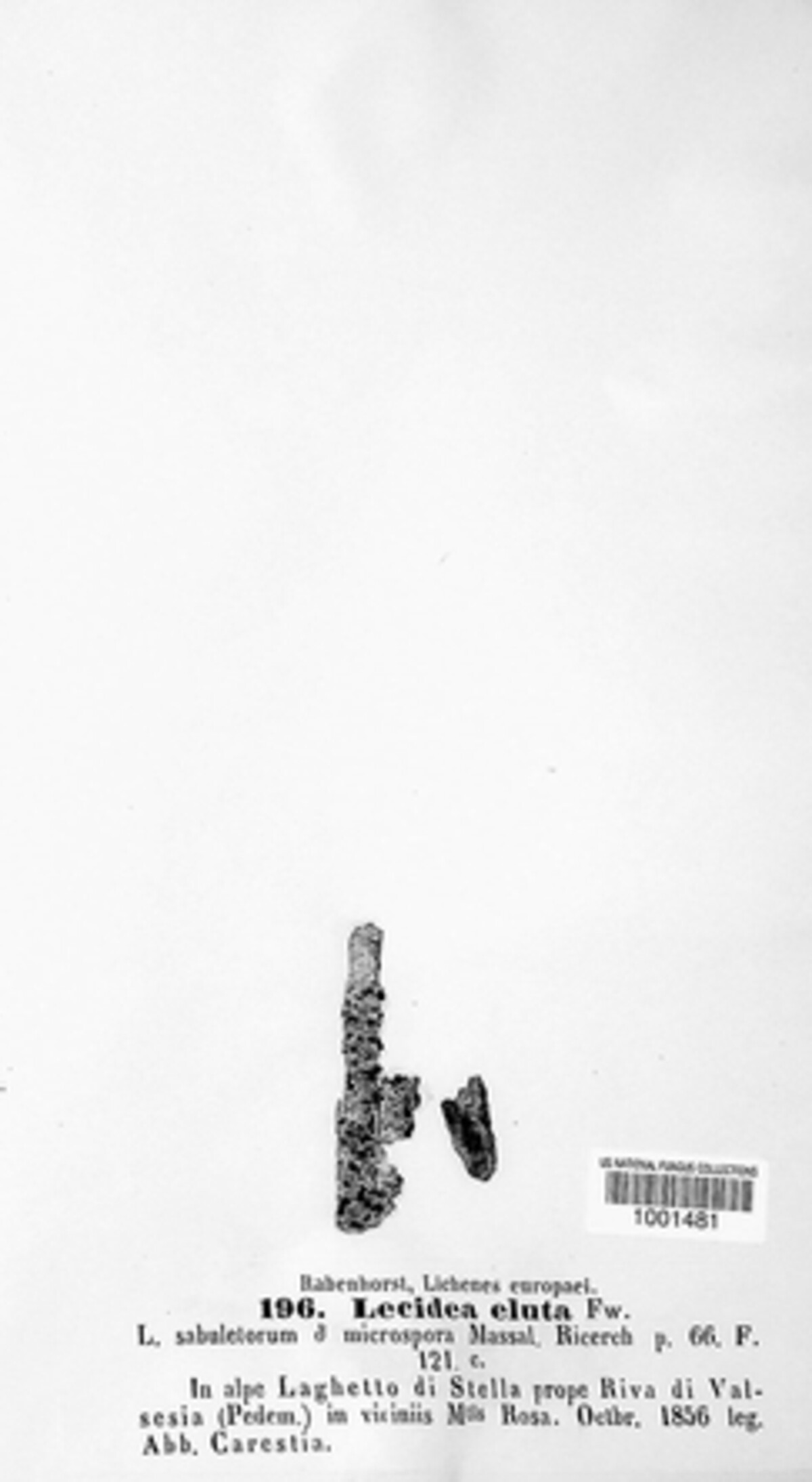 Lecidea eluta image